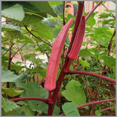 BDSresolve Red bhindi seeds/ladies finger seeds 33 Seed(33 per packet)