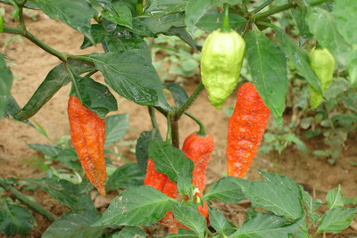 Biosnyg Easy to Grow BHUT JOLOKIA RED CHILLI Seeds for Home Gardening-(4000 Seeds) Seed(4000 per packet)
