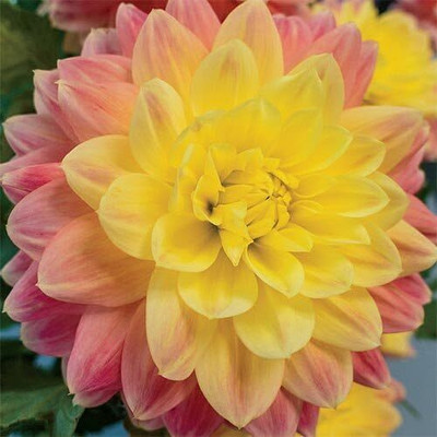 Qualtivate ATS-421 October Sky Large Flowering Dahlia Mix Seeds Seed(50 per packet)