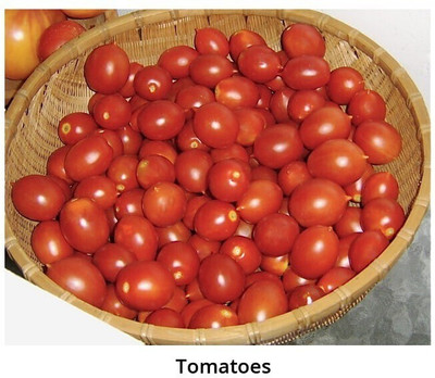 Avysa tomato Seed(2000 per packet)