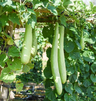 UGRA Long bottle gourd seeds Seed(120 per packet)