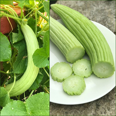 VibeX KGF -3 - Hybrid Long Melon - (1350 Seeds) Seed(1350 per packet)