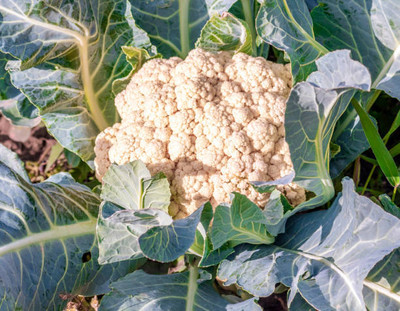 GOCROP white cauliflower,gobhee seeds Seed(30 per packet)