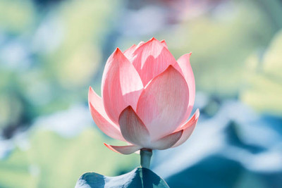 TULIP lotus,kamal gatta Seed(14 per packet)