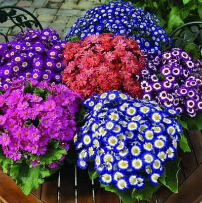 XOLDA Exotic cineraria Seed(21 per packet)