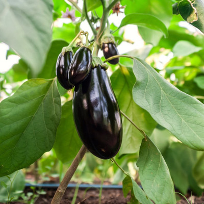 CYBEXIS LX-13 - Hybrid Rare Brinjal Oval - (1350 Seeds) Seed(1350 per packet)