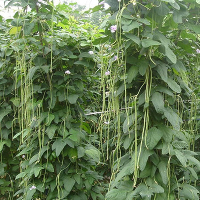 AMAJIT Snake beans/Yard long beans/Barbati seeds Vegetable Hybrid(30) Seed(30 per packet)