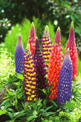 CWAN Lupine Mix of colors Lupinus Polyphyllus Flower Seed(50 per packet)