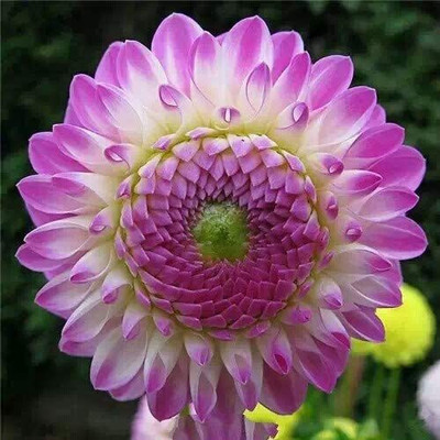 CYBEXIS PAU-11 - Rare Mix Dahlia Pompon Flower - (180 Seeds) Seed(180 per packet)