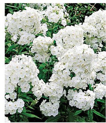 Aywal Phlox Rare Flower Seeds-White And Yellow Seed(10 per packet)