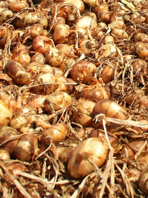Biosnyg Non GMO Yellow Cipollini Onion Vegetable Seeds For Planting-(750 Seeds) Seed(750 per packet)