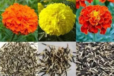 SEMINA VITA MariGold, Flower Seeds Gainda Seed, HYBRID MIX MERIGOLD FLOWER SEEDS Seed(170 per packet)