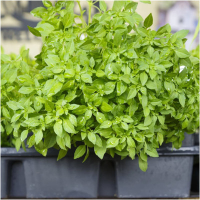 WILLVINE XLR-1 Spicy Globe Basil Herb Seed(2000 per packet)