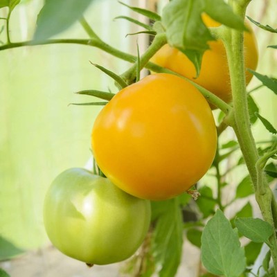 CYBEXIS Heirloom Yellow Tomato Seeds2000 Seeds Seed(2000 per packet)