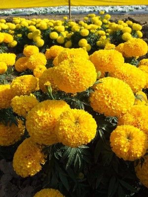 Aywal Blue Marigold Flower Seed(140 per packet)