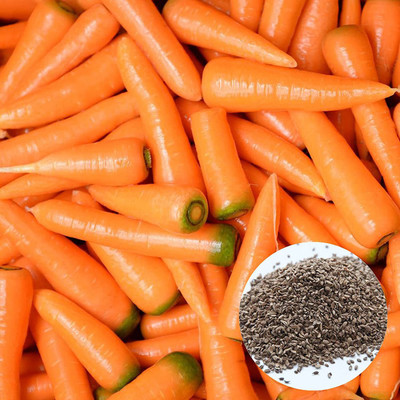 CYBEXIS KGF -37 - Carrot for Planting - (2250 Seeds) Seed(2250 per packet)