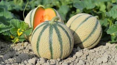 Quentova Charentais Melon/Musk Melon-AJ-5M Seed(200 per packet)