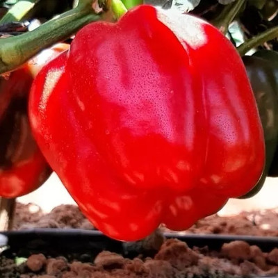 Quentova Capsicum Seeds Seed(100 per packet)