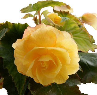 CYBEXIS ATS-84 - Yellow Begonia - (90 Seeds) Seed(90 per packet)