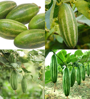 ibains Parwal vegetable seeds biij 10 Seed(10 per packet)