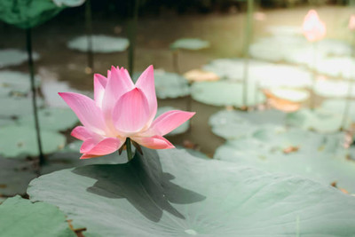 Pihu lotus,kamal gatta Seed(10 per packet)