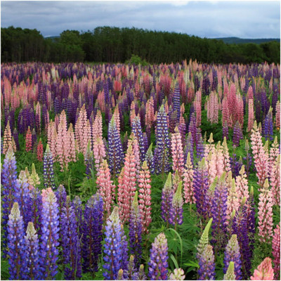 Biosnyg GUA-74 Lupine Russell Mixture (Lupinus polyphyllus)-[50 Seeds] Seed(50 per packet)