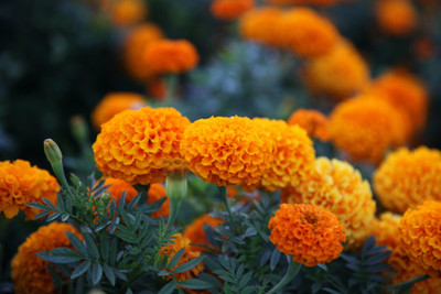 ibains Marigold flower seeds combo of 3 variety Seed(60 per packet)