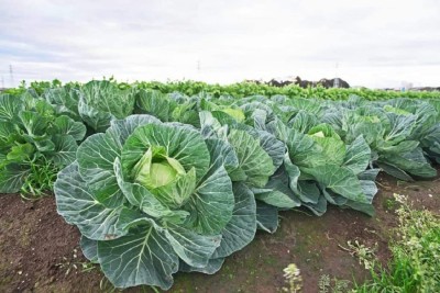 Aywal Green Cabbage Hybrid F1 Seeds |Patta Gobhi | Kamarkalla Seed(20 per packet)