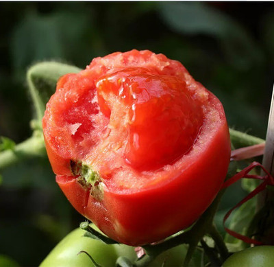 Avysa Desi Salad Red Tomatoes Seed(1500 per packet)