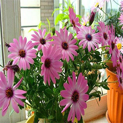 Qualtivate NDIR-230 Miracle Daisy Seeds Dwarf Flower Seeds Seed(50 per packet)