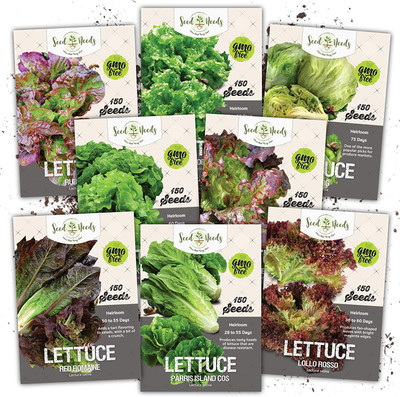 CYBEXIS LX-81 - 8 Types Lettuce Mixed Combo - (1350 Seeds) Seed(1350 per packet)