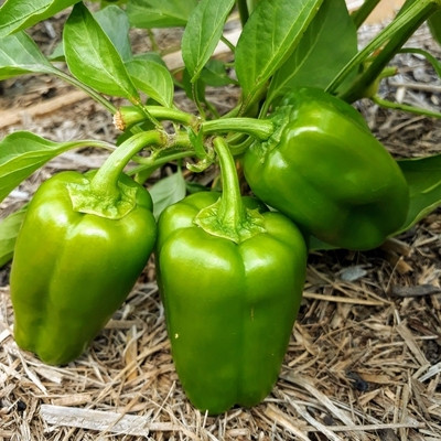 XOLDA Organic capsicum Seed(15 per packet)