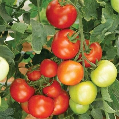 WILLVINE Pkm1 Tomato High Yield [2.5g, 750 Seeds] Seed(750 per packet)