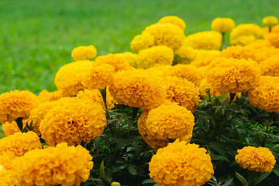 Shudh Online marigold,gende ka phool Seed(30 per packet)