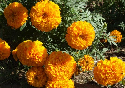 VERTISE African Marigold Seeds - Non-GMO Heirloom Seeds Orange Seed(200 per packet)