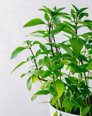 VibeX GUA-66 - Licorice (Anise) Basil - (13500 Seeds) Seed(13500 per packet)