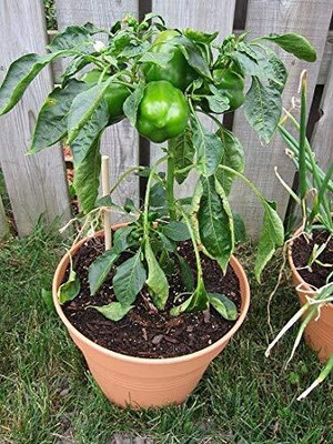 TRICONE Hybrid Green Capsicum Shimla Mirch Plant Seeds Bell Paper RF69 Seed(50 per packet)