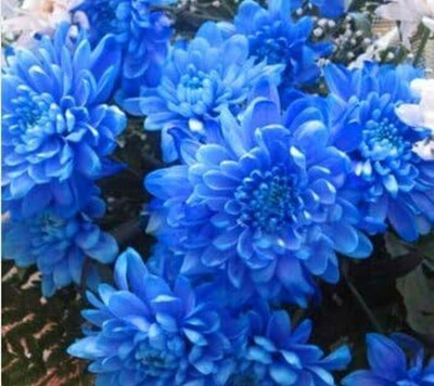 LPR DAHLIA Seed(20 per packet)