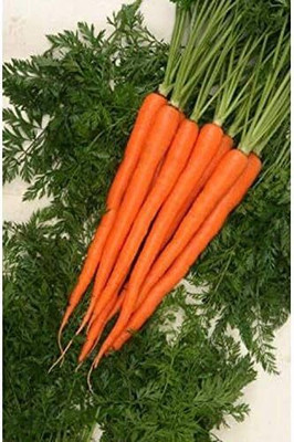 Qualtivate PUA-6A Sugarsnax F1 Hybrid Carrot Seeds Seed(300 per packet)