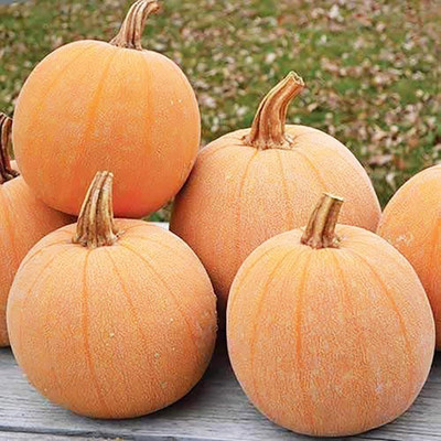 KNESSiN Heat Tolerant Winter Luxury Pumpkin (120 Seeds) Seed(120 per packet)