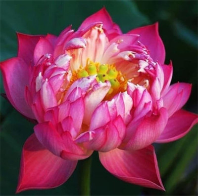 CYBEXIS VXI-36 - Bowl Lotus (Water Lily Flower ) - (270 Seeds) Seed(270 per packet)