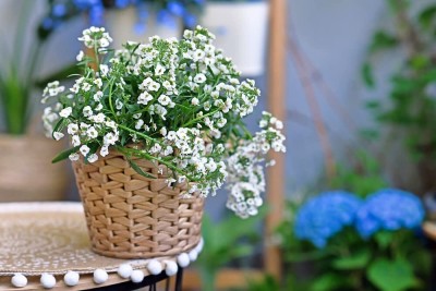 Aywal sweet alyssum Hybrid flower Seeds For home Gardening Seed(90 per packet)