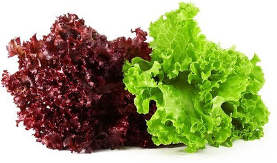 Aywal Round Lettuce Iceberg Vegetable Seed(125 per packet)