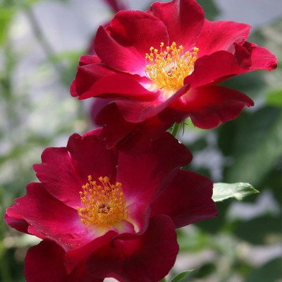 CYBEXIS XLR-57 - Night Owl™ Climbing Rose - (900 Seeds) Seed(900 per packet)
