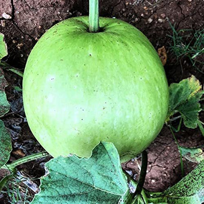KANAYA Bottle Gourd/Lauki Round Seed(75 per packet)