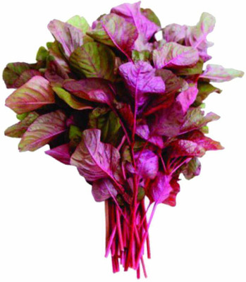 Quentova Red Amaranthus-LTK-7D Seed(200 per packet)