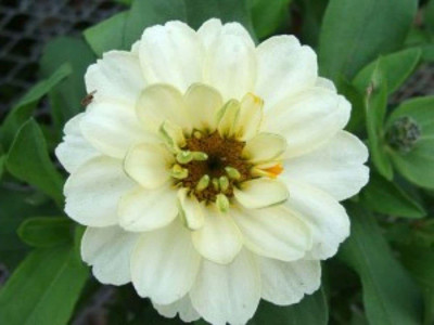 Qualtivate XLR-280 Zinnia Double White Color | F1 Hybrid Seed(25 per packet)