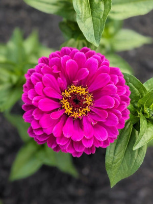 Dasstore Pituniya multiple colour flower seeds (pack of 50) Seed(100 per packet)