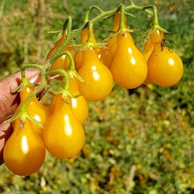 Biosnyg Hybrid Yellow Pear Tomato Vegetable Seeds For Planting - (1000 Seeds) Seed(1000 per packet)