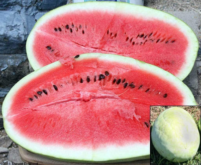 CYBEXIS VXI-36 - Watermelon Alibaba Giant Mix - (450 Seeds) Seed(450 per packet)
